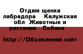 Отдам щенка лабрадора. - Калужская обл. Животные и растения » Собаки   